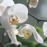 orchid, flower, blossom-4780.jpg