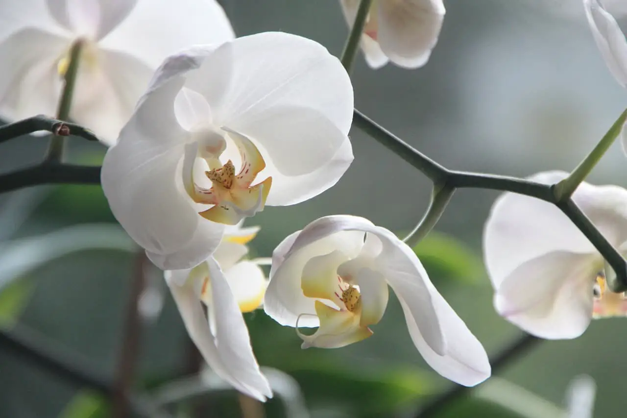 orchid, flower, blossom-4780.jpg