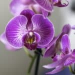 orchid, flower, houseplant-4068853.jpg