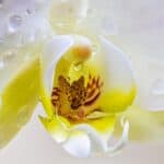 orchid, flower, petals-4920533.jpg
