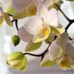 orchid, white, white orchid-2181044.jpg