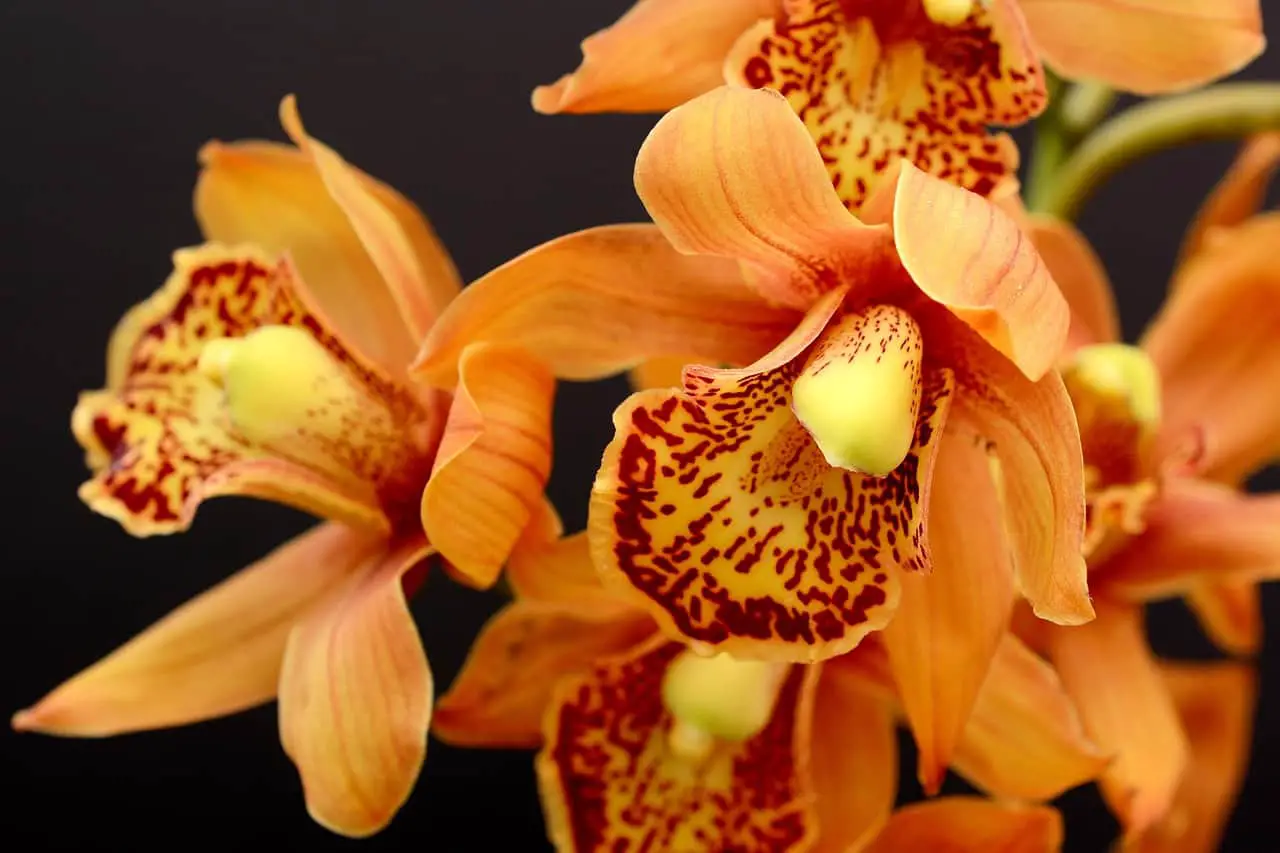 orchids, flowers, orange flowers-3778816.jpg