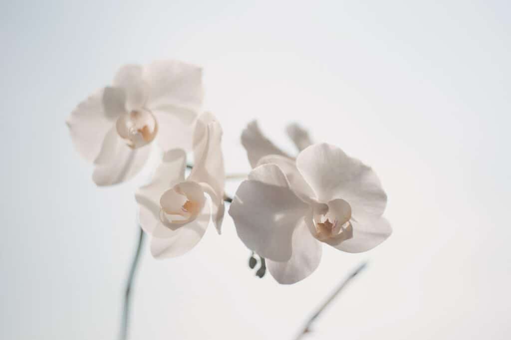 orchids, flowers, white flowers-1866867.jpg
