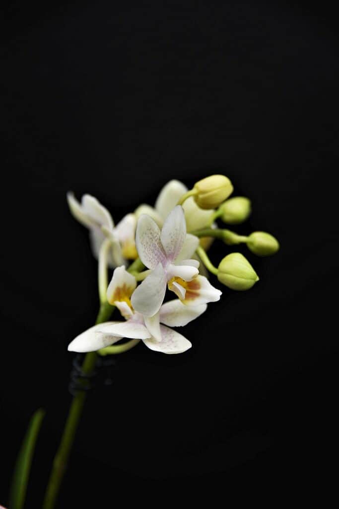 orchid, flower, plant-4848687.jpg