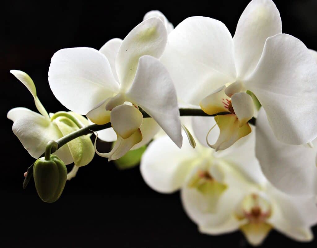 orchids, blossoms, flower-2055193.jpg