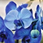 orchids, blue, flowers-4759196.jpg