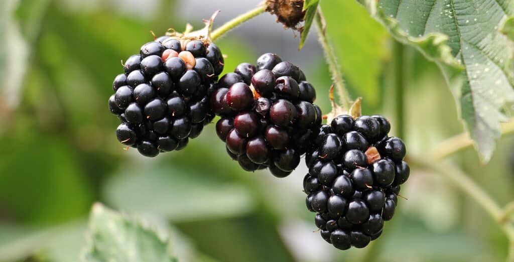 blackberries, bramble, berries-1539540.jpg