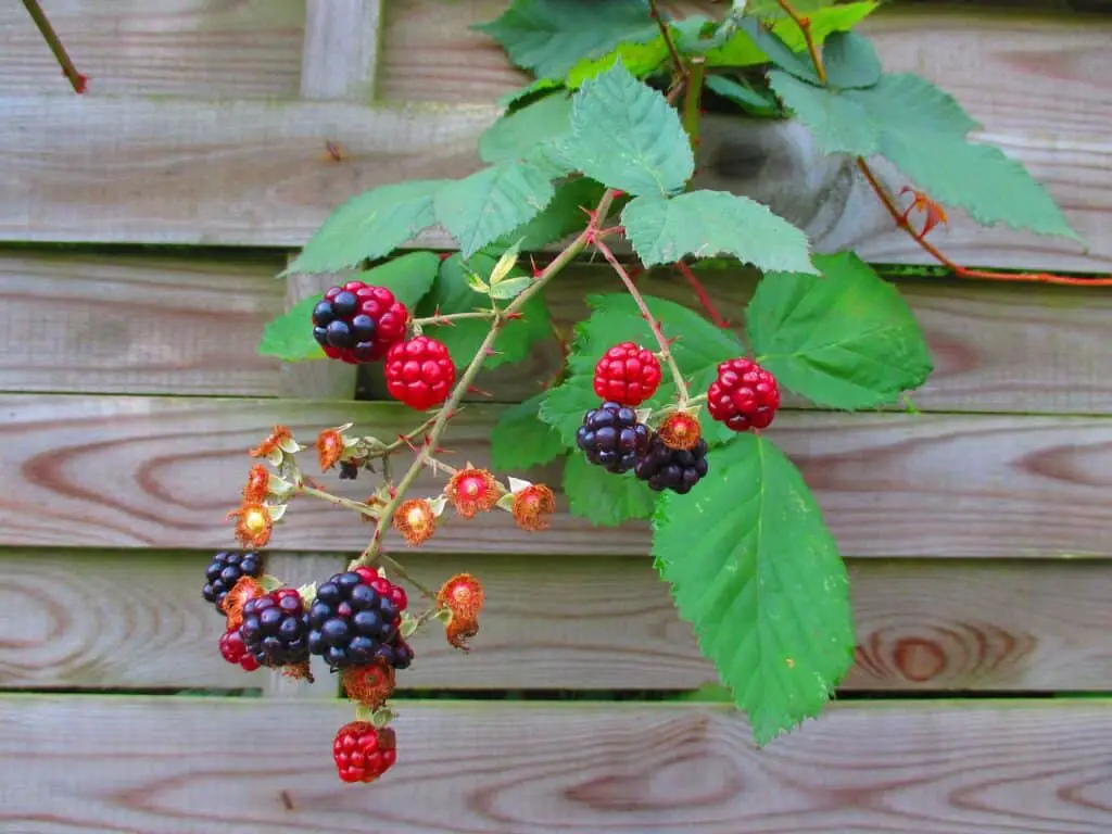 blackberries, fruit, berry-997805.jpg