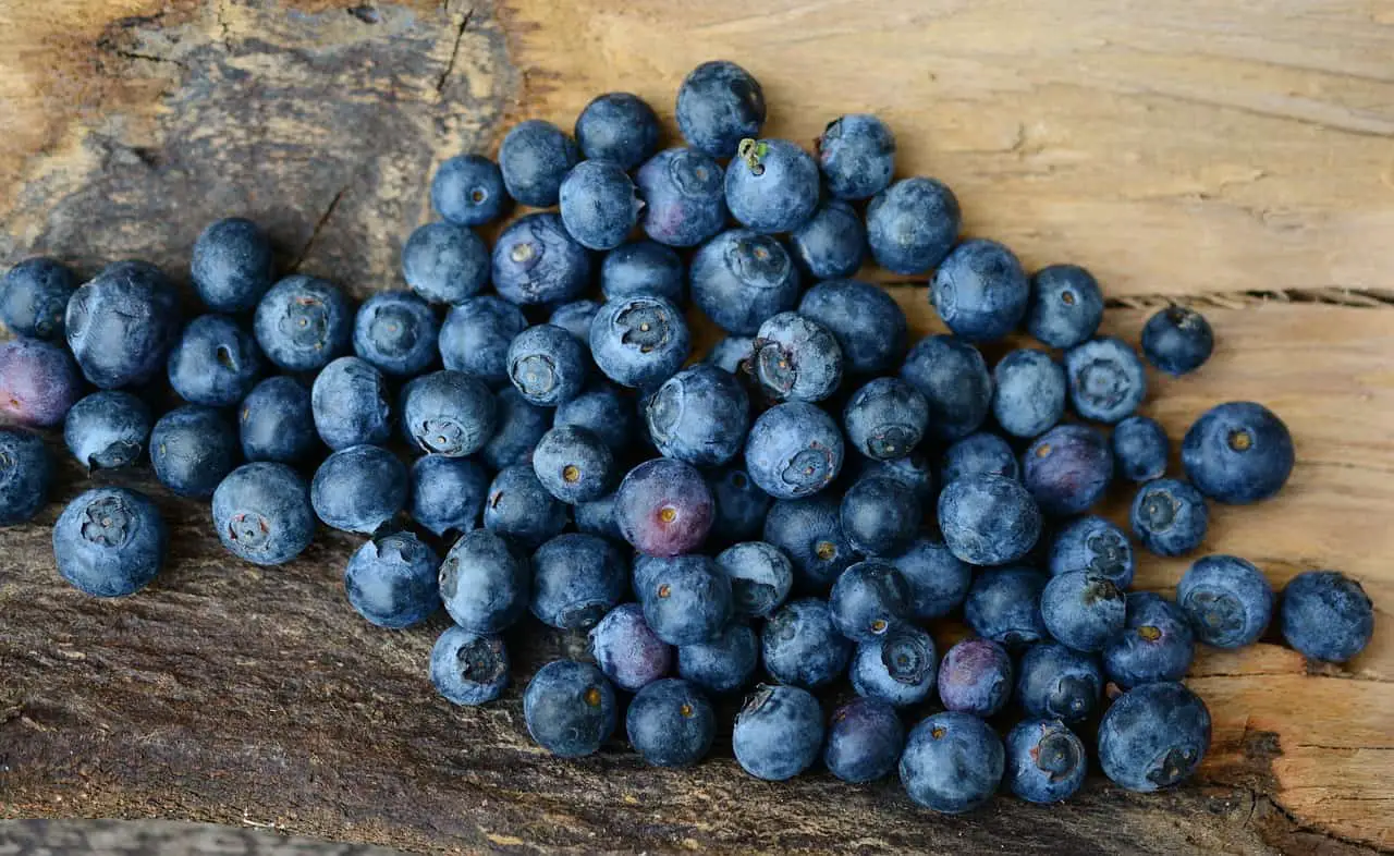 blueberries, berries, fruits-2270379.jpg