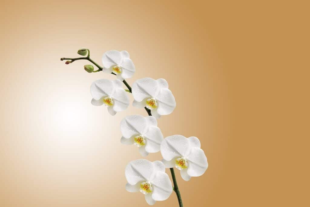 flowers, orchids, white-743373.jpg