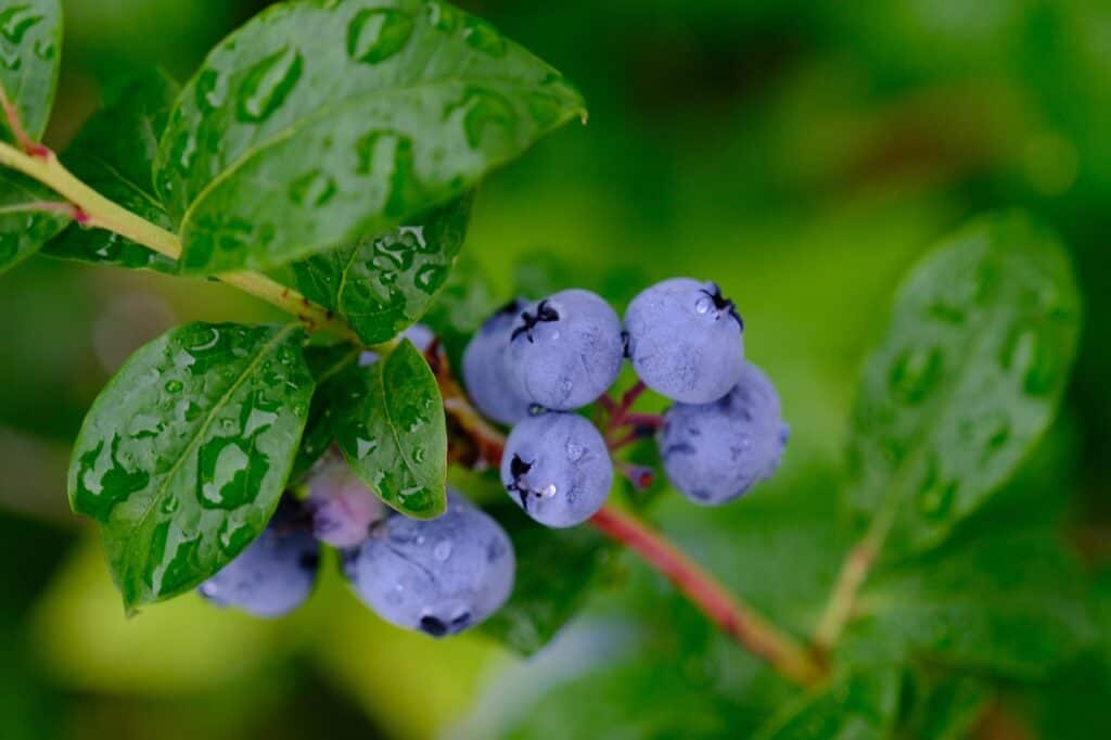 fruit, blueberry, organic-6541007.jpg