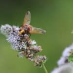 hornet mimic hoverfly, hoverfly, flowers-6555565.jpg