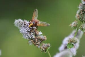 hornet mimic hoverfly, hoverfly, flowers-6555565.jpg