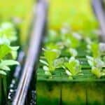 hydroponics, agriculture, green-4447706.jpg