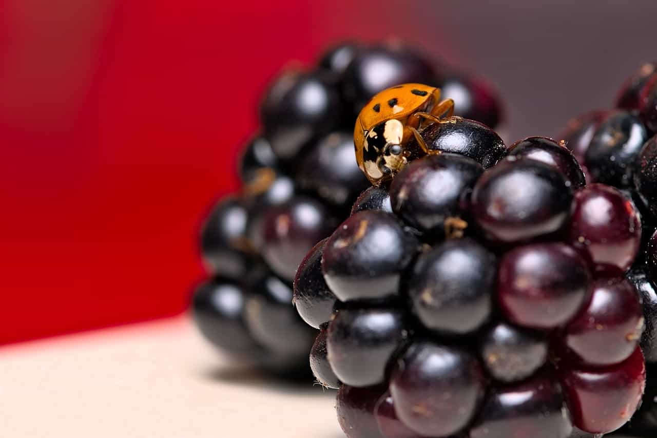 insect, ladybug, blackberries-6533516.jpg