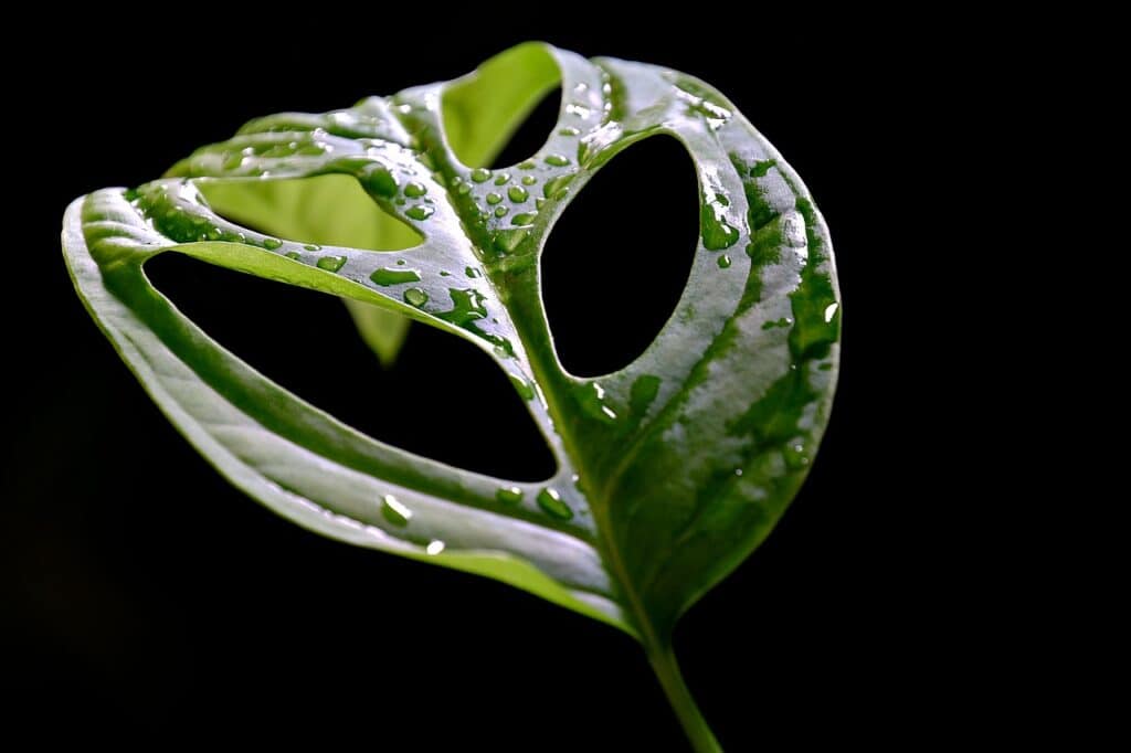 monstera, leaf, green-7885646.jpg