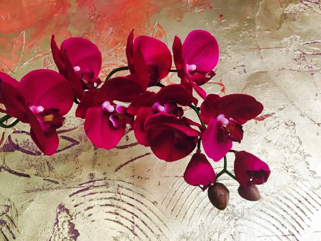 orchid, flower, gold wall-2137992.jpg