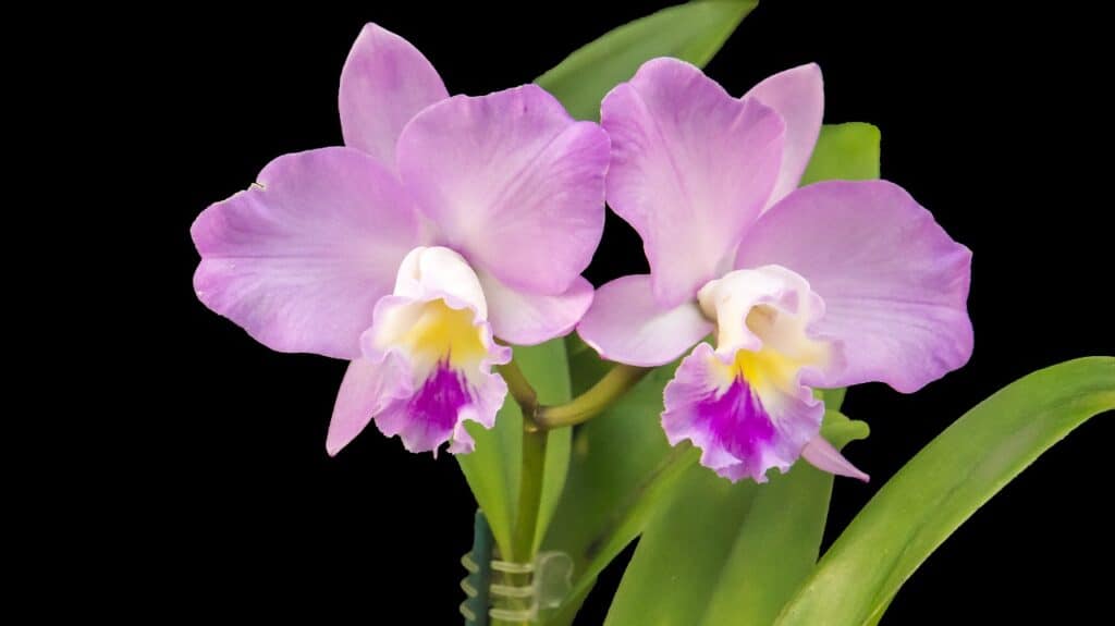 orchid, purple, purple orchid-288641.jpg