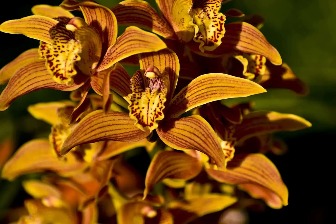 orchids, flowers, plant-6256963.jpg