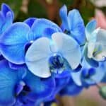orchids, orchid flower, beautiful flowers-4791797.jpg