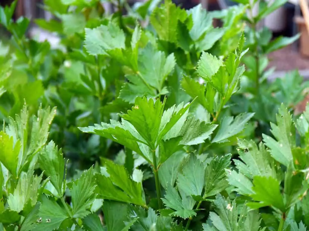 Parsley plant outdoors