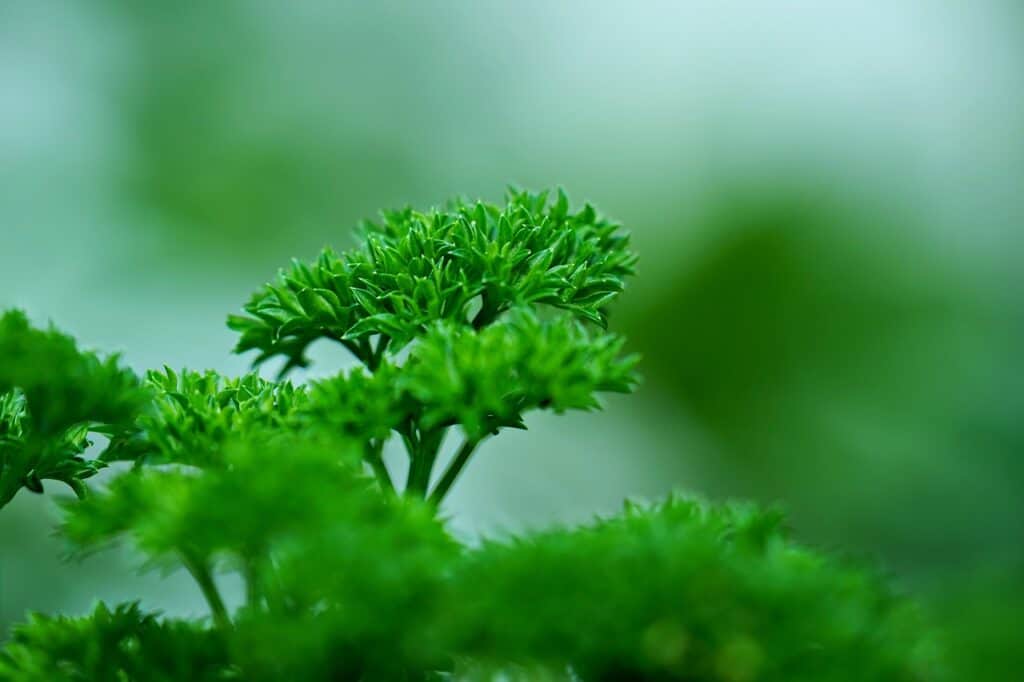 parsley, vegetable, green leaves-7528924.jpg