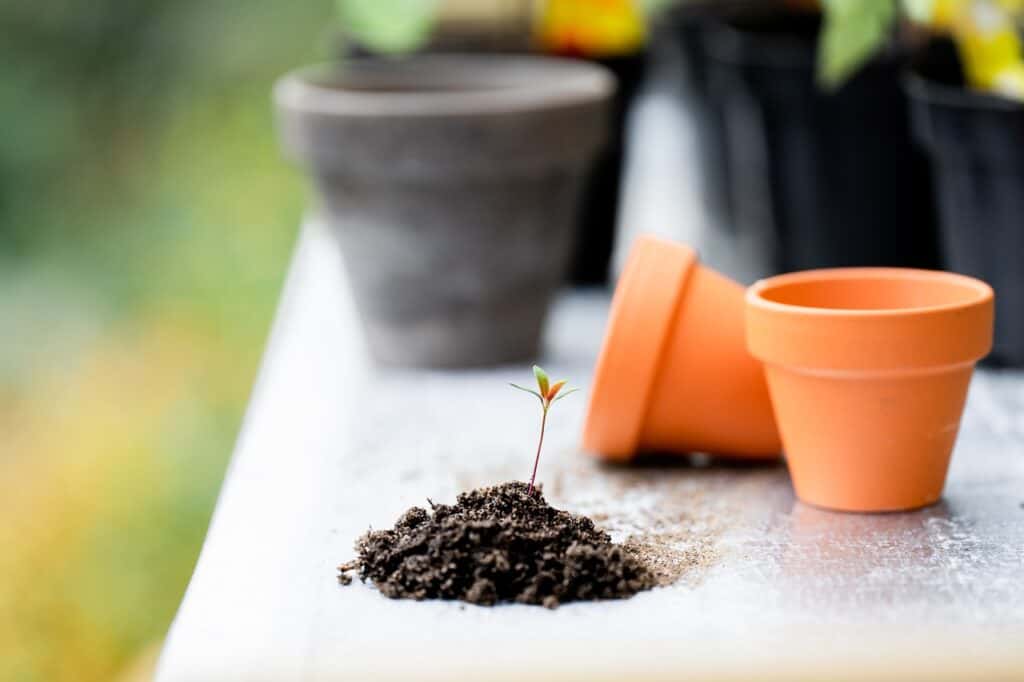 plants, soil, pots-6520443.jpg