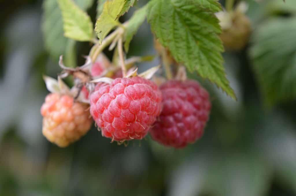 raspberries, fruit, unripe fruit-5543475.jpg