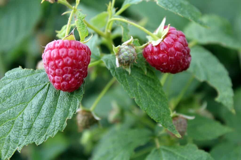 raspberries, nature, fruit-2669863.jpg