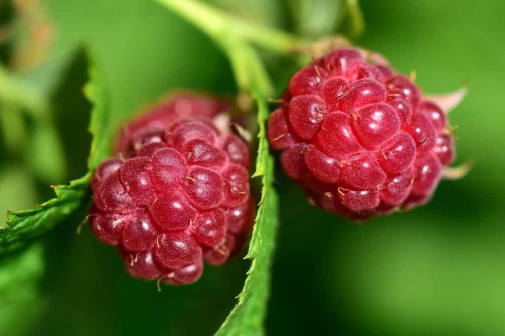 raspberries, ripe, immature-2410428.jpg