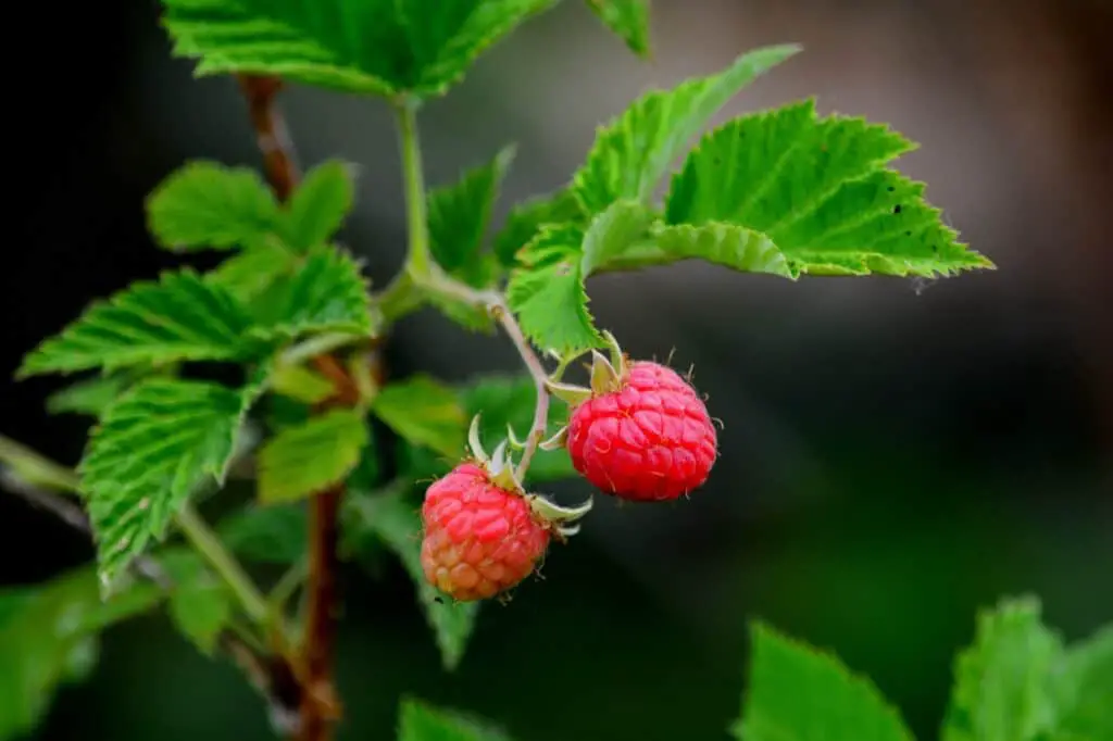 raspberry, plant, fruit-368159.jpg