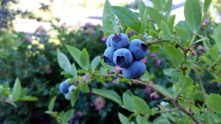 rubel blueberry, blueberry, fruit-2918485.jpg