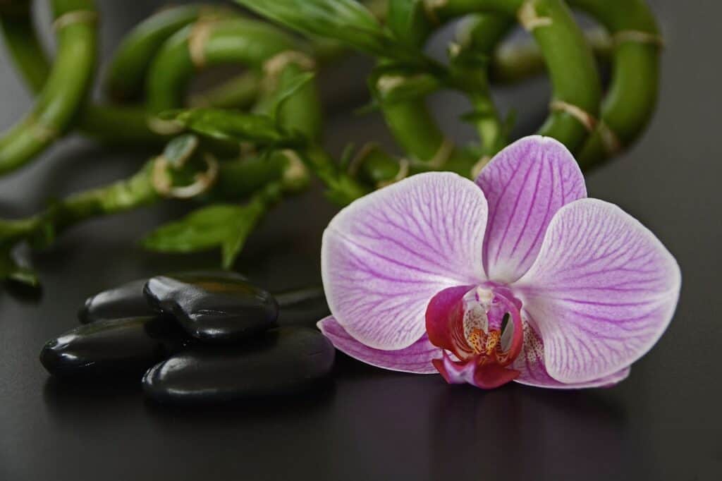 stones, black, orchid-1341223.jpg