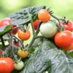 tomato, red, cherry tomato-2453386.jpg