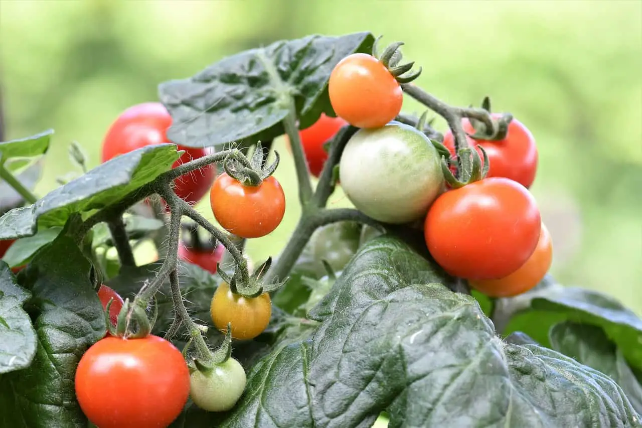 tomato, red, cherry tomato-2453386.jpg