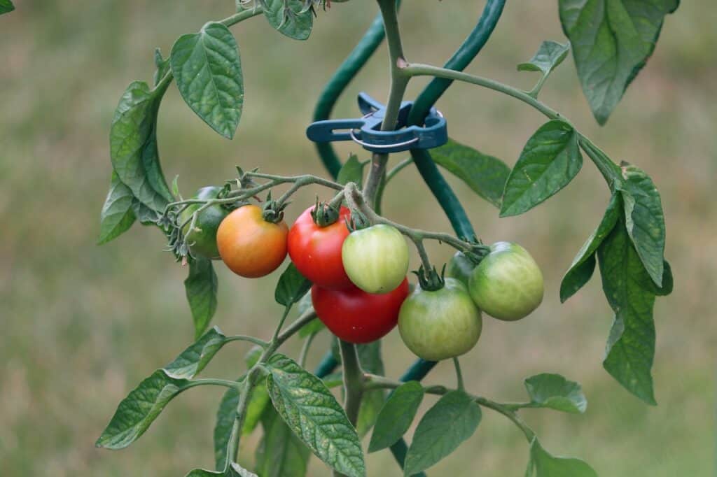 tomatoes, fruit, vine tomatoes-5414735.jpg