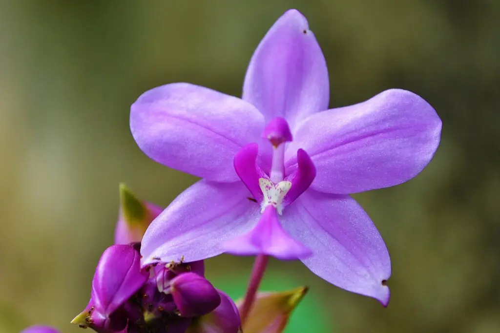 orchid, purple orchid, garden-213171.jpg