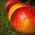 peaches, fresh, ripe-1605921.jpg
