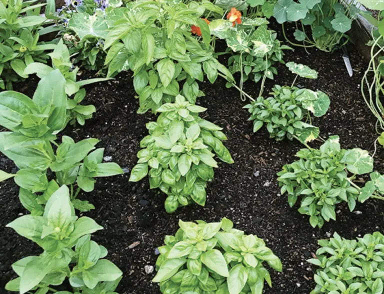 The Best Soil For Basil