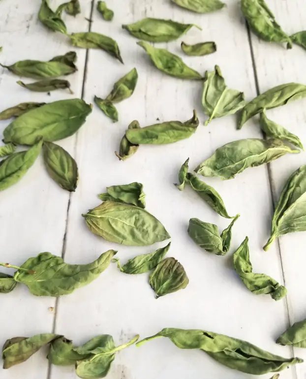 How To Dry Fresh Basil - The 5 Best Methods