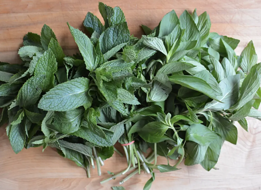 Basil and mint together
