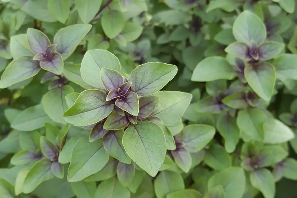 Holy basil plant outdoors